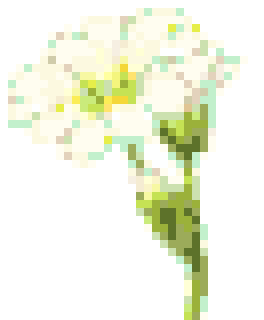 夏雪草